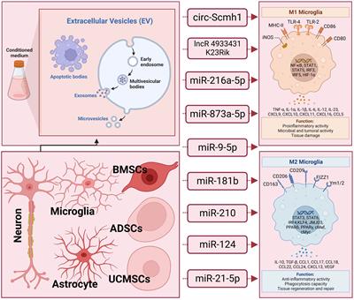 Extracellular vesicles as carriers for noncoding RNA-based regulation of macrophage/microglia polarization: an emerging candidate regulator for lung and traumatic brain injuries